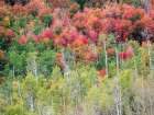USA-Utah-Logan Canyon Colorful aspens in autumn Art Print